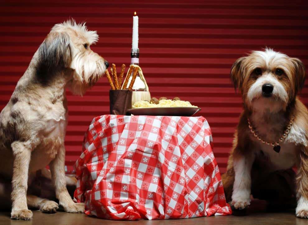 Dog Hobbies: Here are 10 fun activities you can enjoy with your adorable dog - including setting up doggy dates �