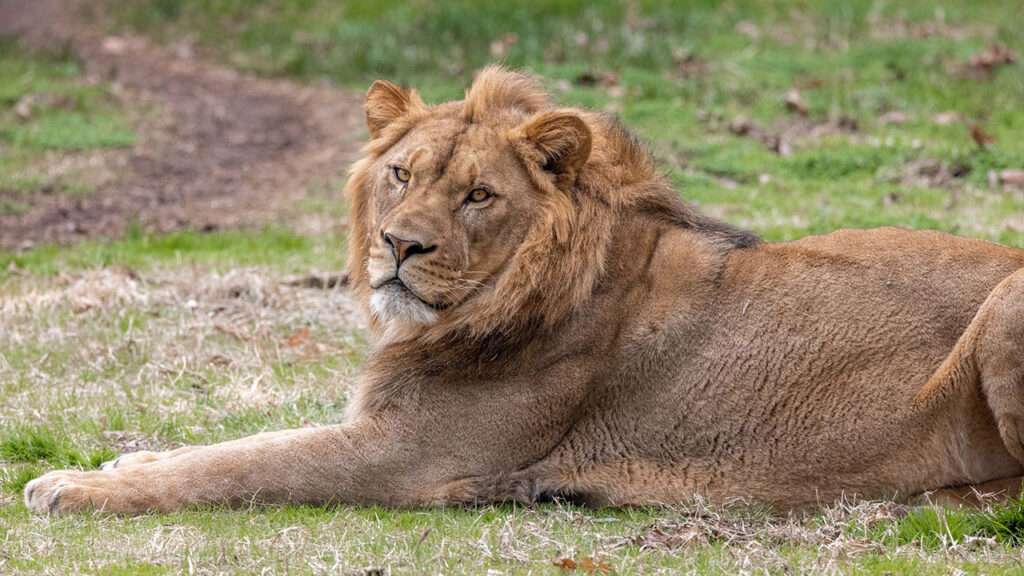 A new mane attraction: Male lion arrives at North Carolina Zoo